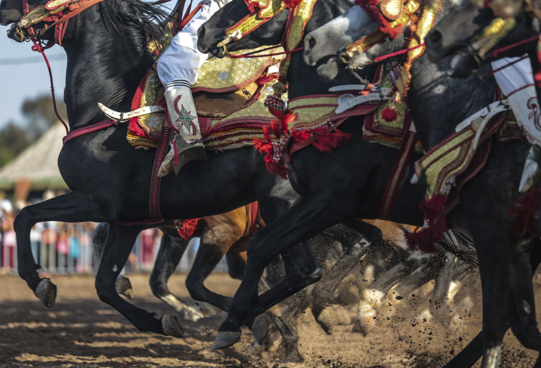 Morocco equine tradition
